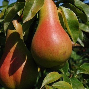 Körte (vadkörte alanyon)